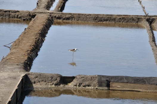 Aveiro salt marshes in Portugal