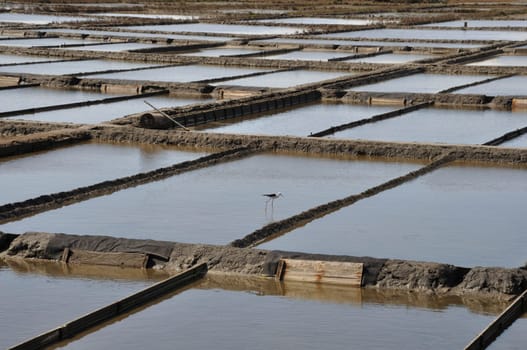 Aveiro salt marshes in Portugal