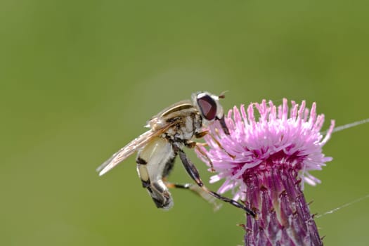 Hoverfly on the bloom
