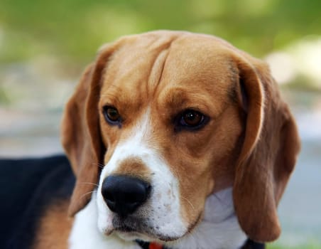 Image of the beagle on meadow - pedigree dog