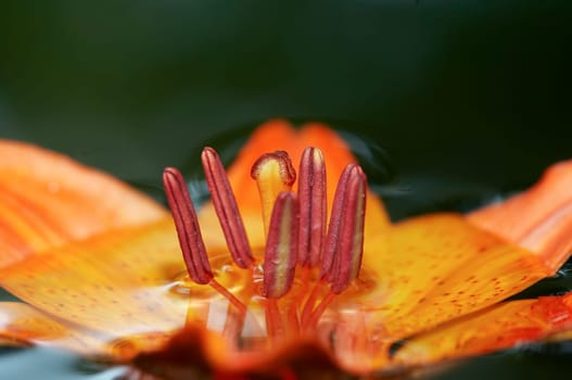 Detail of the bloom of lily on the water