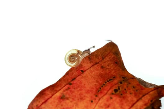 Detail of the very small snail crawling on a leaf