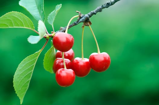 detail of the cherry - natural product - fruit