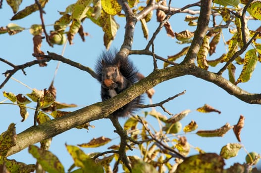 Squirrel eanting a nut on the branch