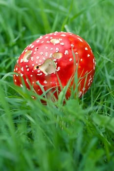 Detail of the Amanita Muscaria in green grass