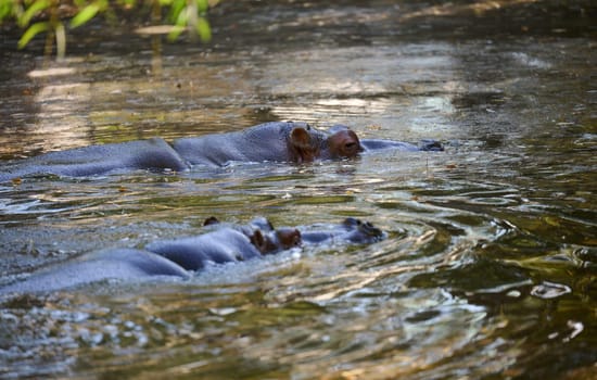 An adult hippopotamus swims in a pond on an autumn day