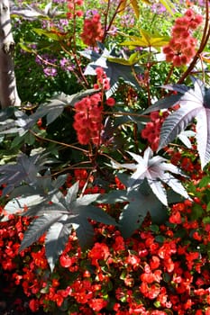 red castor bean in the garden