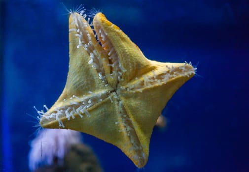 Peltaster placenta, Mediterranean sea native star