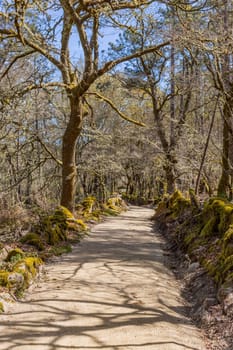 The road in the Camino de Santiago pilgrimage, crossing a green forest
