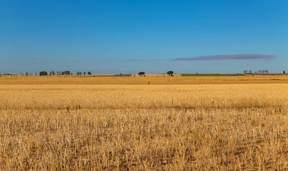 view of a crop field in the north of Spain