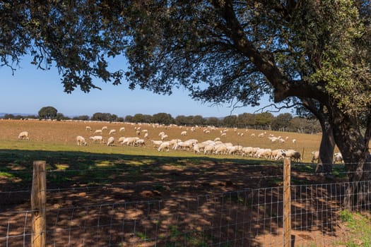 Sheeps pacing peacefully in the fields of Zamora countryside. Spain