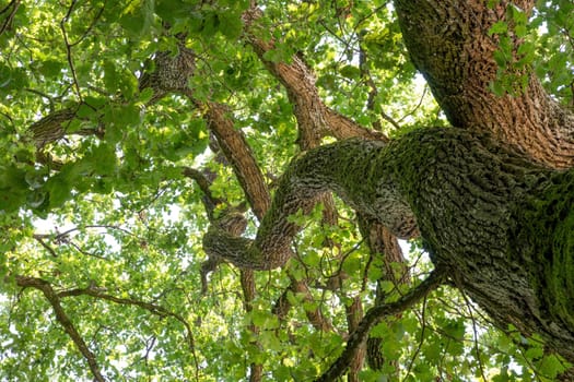 Old oak tree branches with green leaves and branches in the forest.