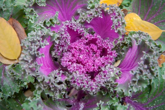 Brassica oleracea used as winter ornamental plant. Purple flowers in bloom with dew drops