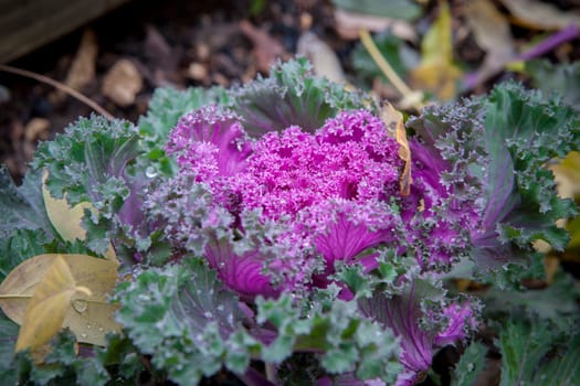 Brassica oleracea used as winter ornamental plant. Purple flowers in bloom with dew drops