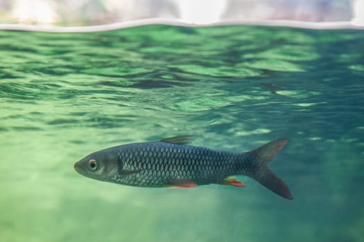 Sultan fish or Leptobarbus hoevenii, cyprinid fish that are native to freshwater habitats in Southeast Asia.