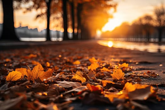 Fall autumn leaves on the ground with sunight. Autumn yellow leaves against setting sun. Sunrays in autumn forest. Beautiful sunny day.