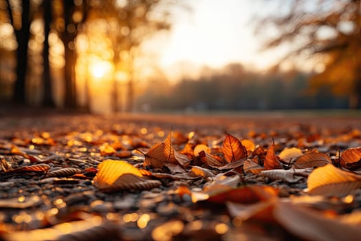 Fall autumn leaves on the ground with sunight. Autumn yellow leaves against setting sun. Sunrays in autumn forest. Beautiful sunny day.