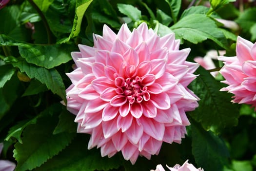 beautiful dahlias in the sunlight