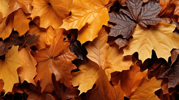 Fall Autumn tree leaves colorful nature season . colorful carpet of autumn leaves