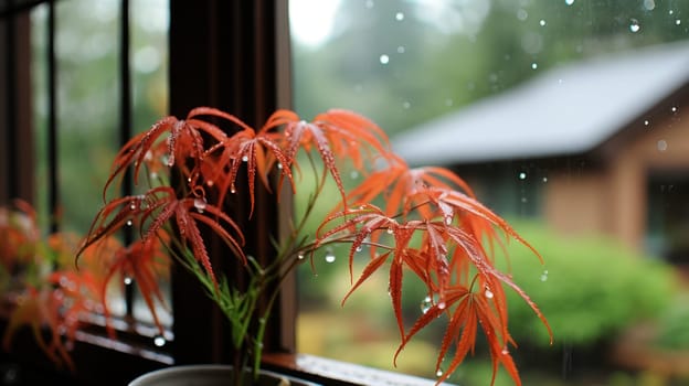 small Japanese maple tree with red leaves in a pot on the windowsill.autumn rainy day