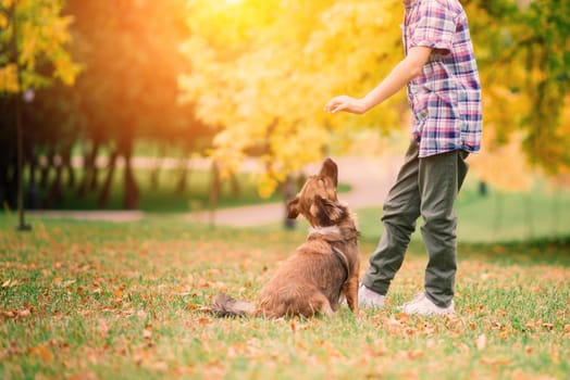 Cute boy playing and walking with his dog in the meadow.