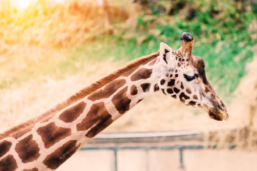 Close up portrait of a giraffe camelopardalis in nature and zoo