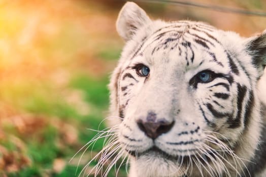 White big tiger, bleached tiger in an autumn park laying and walk, close up