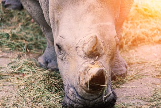 Close up photo of rhino, big old rhinoceros