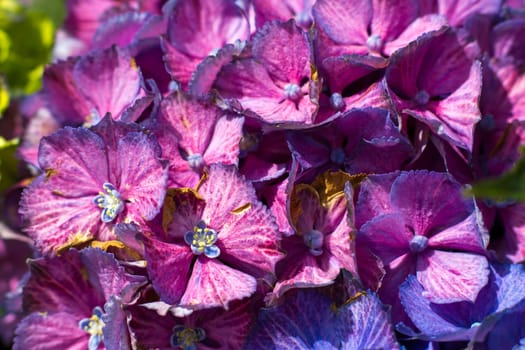 Macro image, pink hydrangea flower background