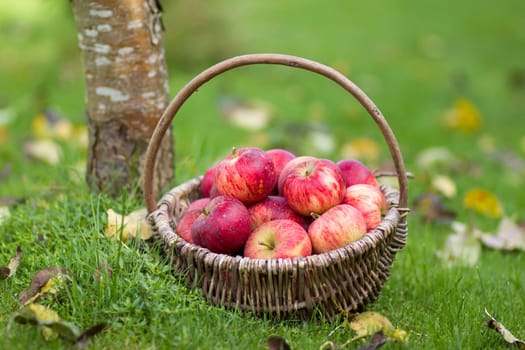 fresh apples in a basket in a garden