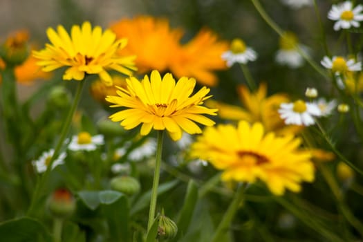 calendula flowers in a garden - soft focus