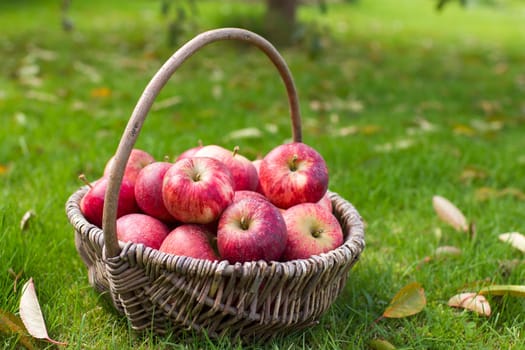 fresh apples in a basket in a garden