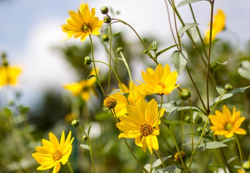 yellow flowers in a garden natural summer background, blurred image, selective focus