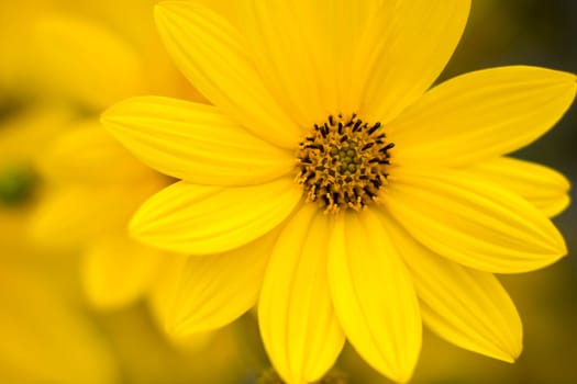 yellow flowers in a garden natural summer background, blurred image, selective focus