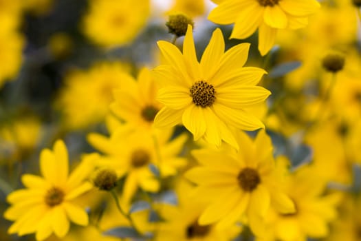 yellow flowers in a garden natural summer background, blurred image, selective focus