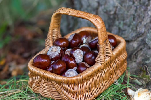 basket full of chestnuts - autum in a forest
