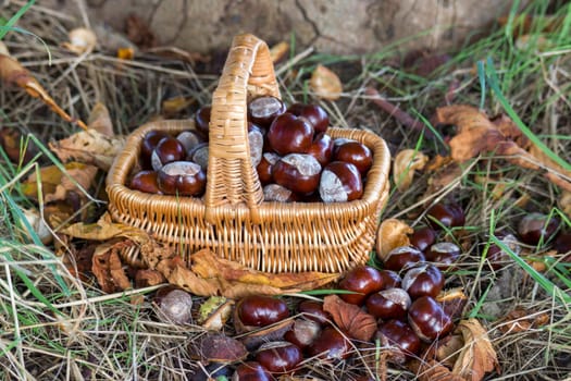 basket full of chestnuts - autum in a forest