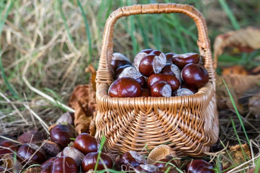 basket full of chestnuts - autum in a forest
