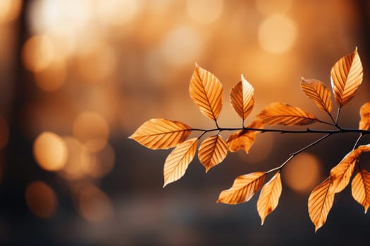 Fall autumn leaves on the ground with sunight. Autumn yellow leaves against setting sun. Sunrays in autumn forest. Beautiful sunny day.