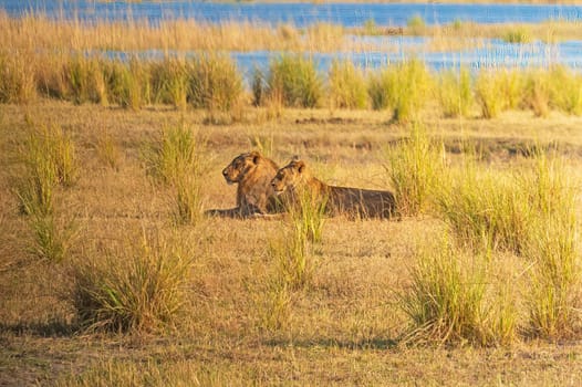 Male and Female Lion Resting in the Grasses in Chobe National Park in Botswanna