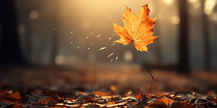 Autumn leaf on the fall blurred background.