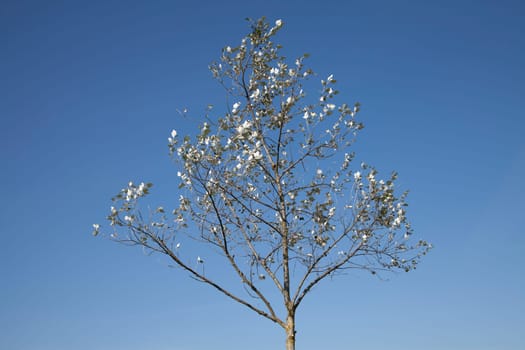 Pappel Baum
