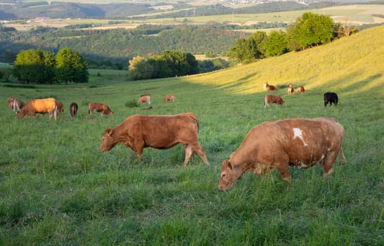 Cows grazing on pasture in Germany, species appropriate animal husbandry, farmland meadow