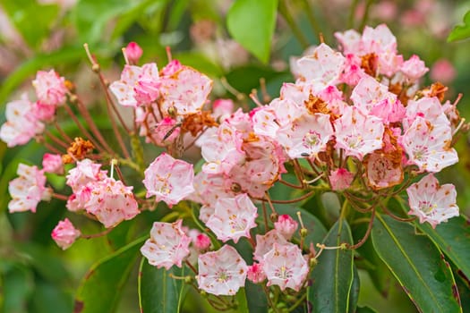 Mountain Laurel Complete With Insect Friends in the Craggy Gardens on the Blue Ridge Parkway in North Carolina