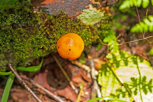 Tiny Mushroom on the Forest Floor in the Craggy Gardens in The Blue Ridge Parkway in North Carolina
