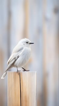 Whitewashed wooden board used to stop a serene white bird.vertical background