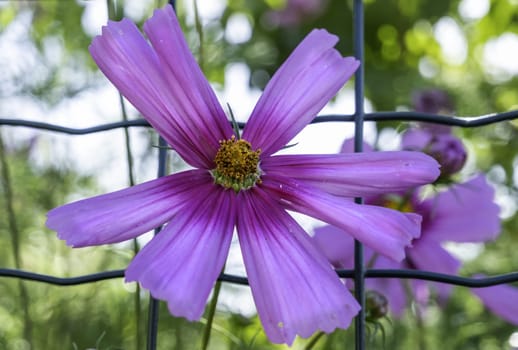 Detail of flower with blue petals in nature