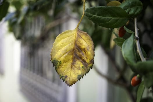 Detail of yellow leaf in a forest in autumn