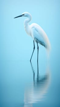 Shallow azure water reflecting a standing heron white. natural background .