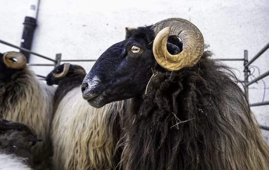 Detail of goats from the Spanish mountains, mammalian animal